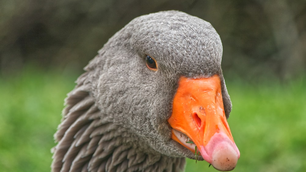 close up photo of gray duck