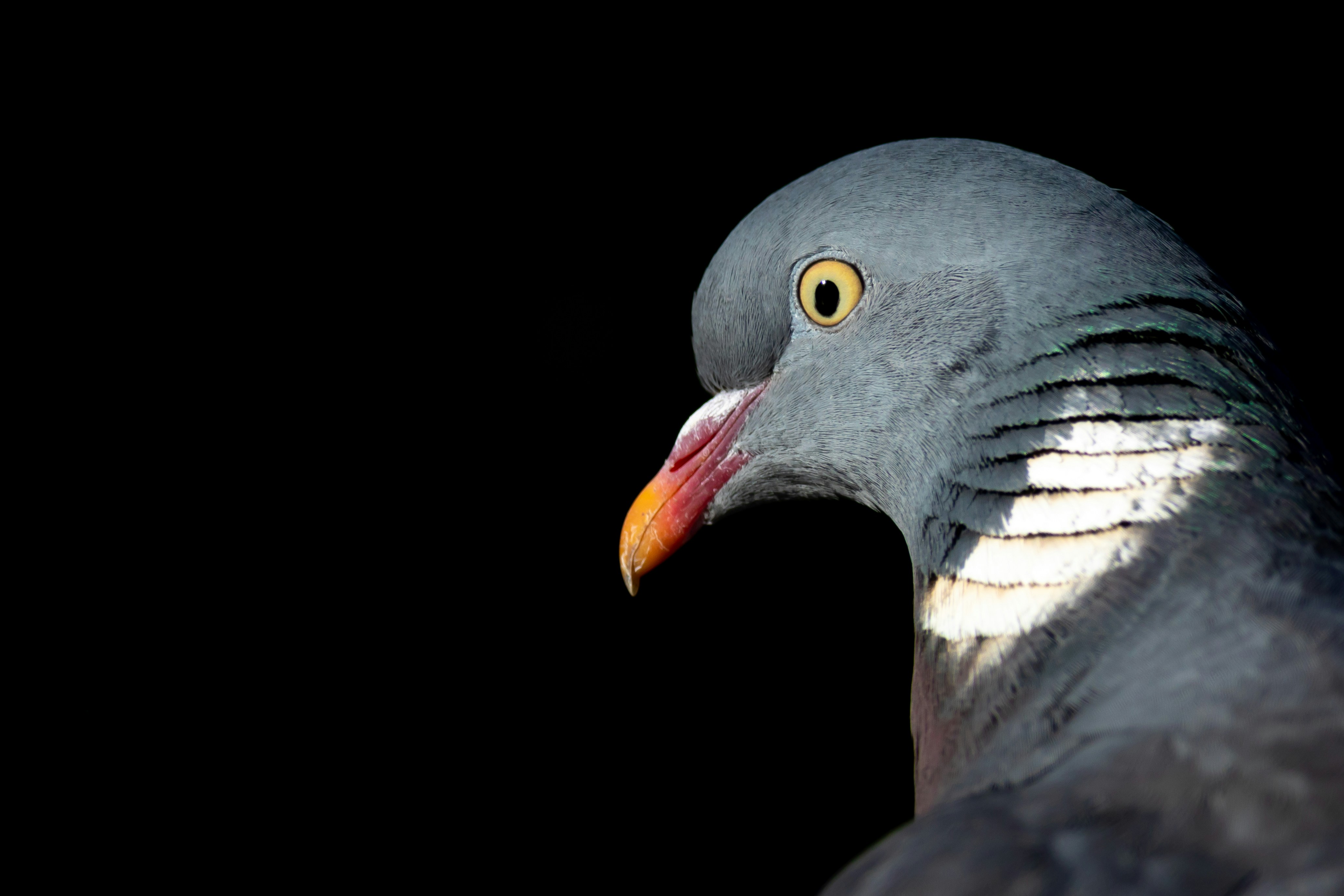 Photo by vincentvanzalinge