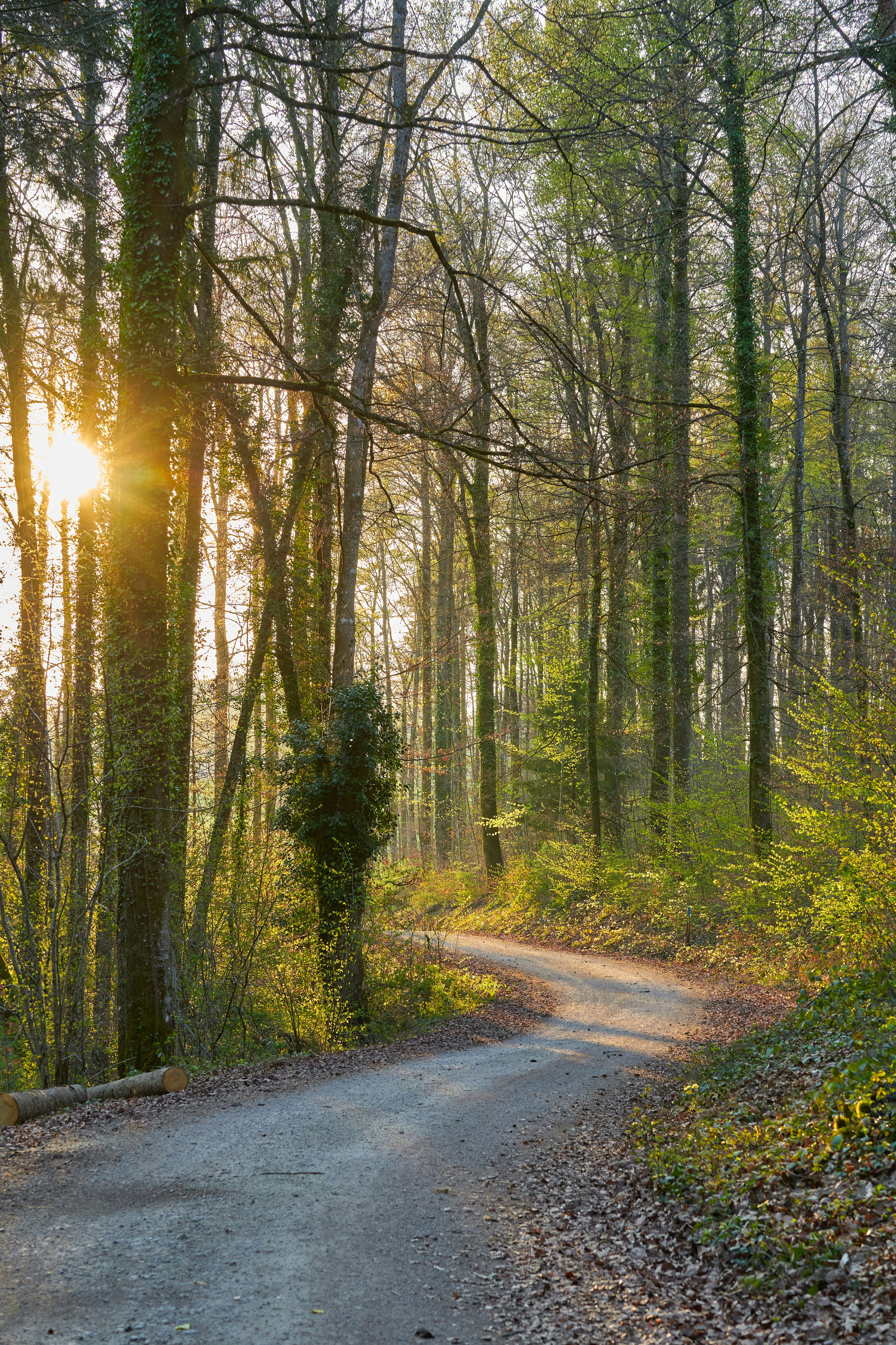 Photo by wolfgang_hasselmann