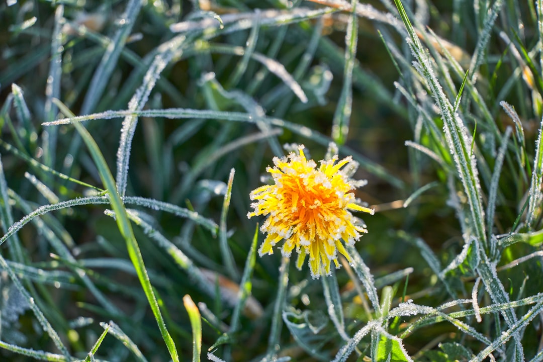 yellow flower in tilt shift lens