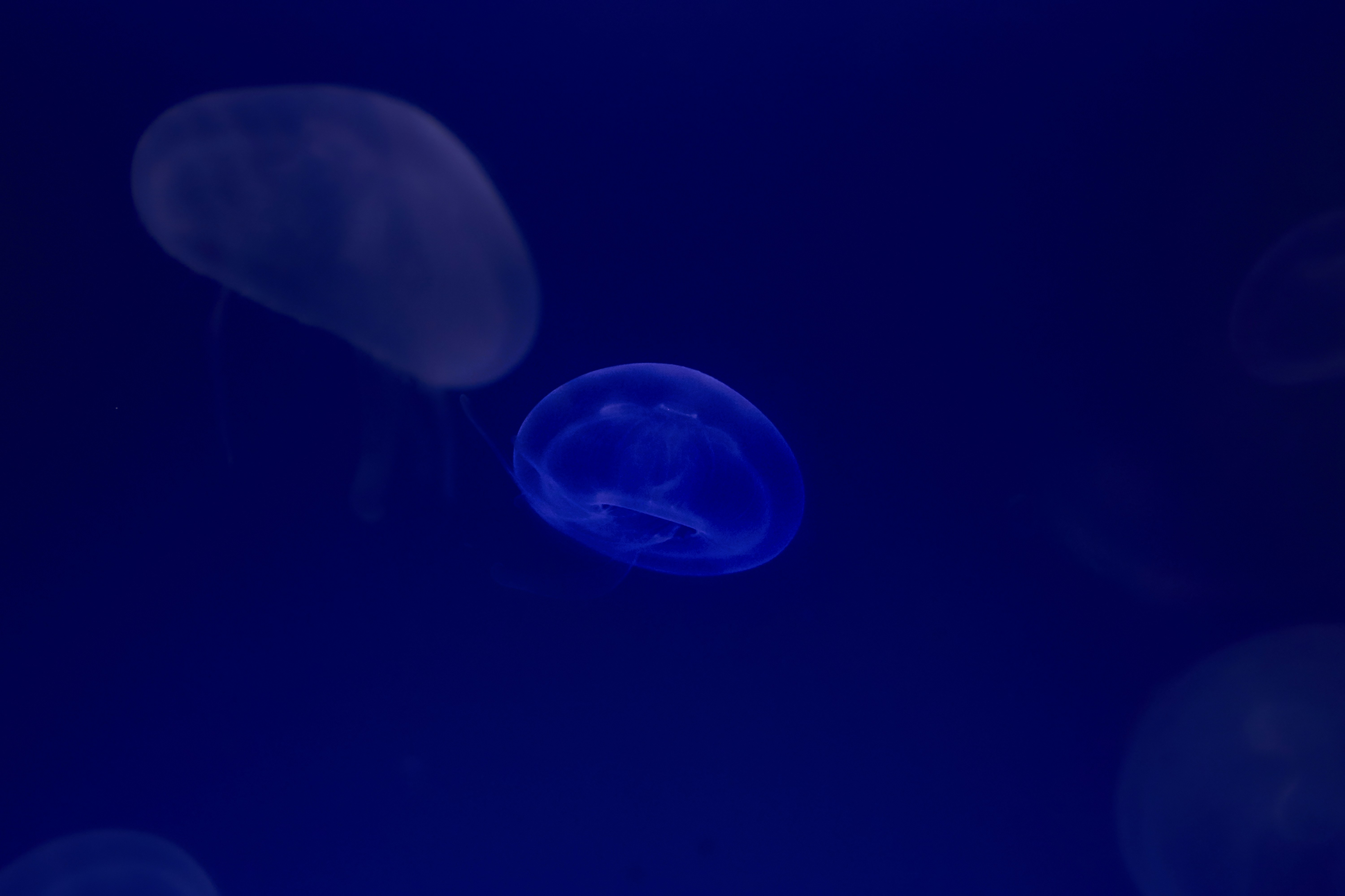 Photo by wolfgang_hasselmann