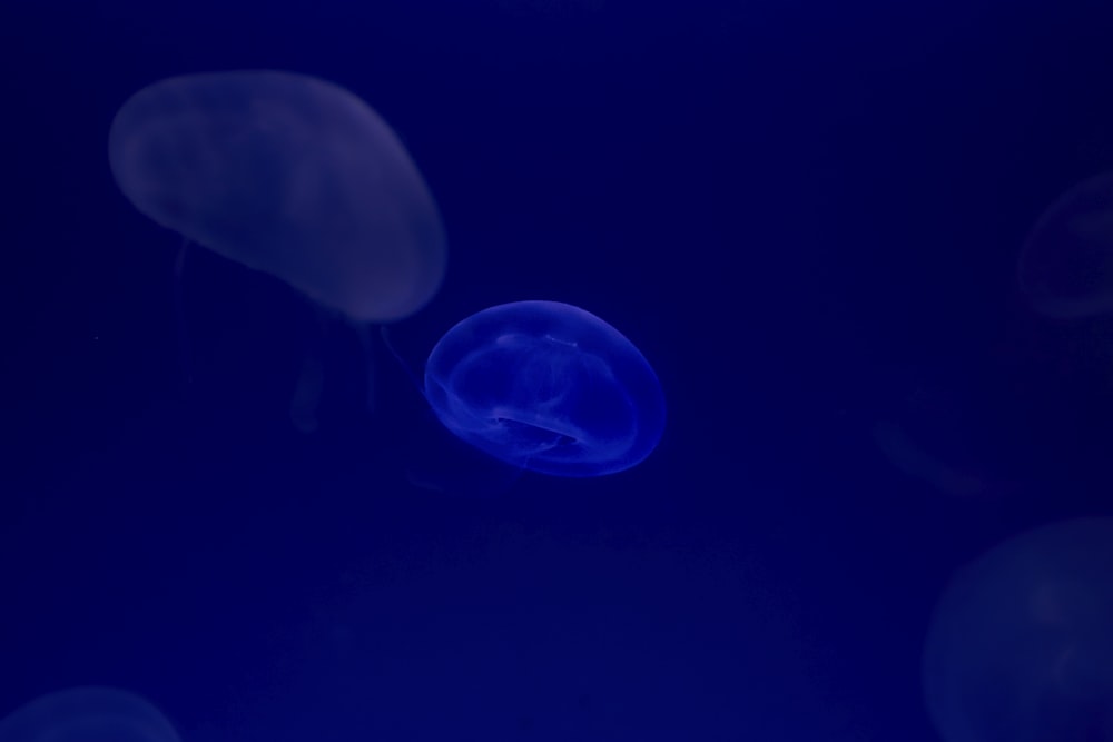 blue and white jellyfish in blue water