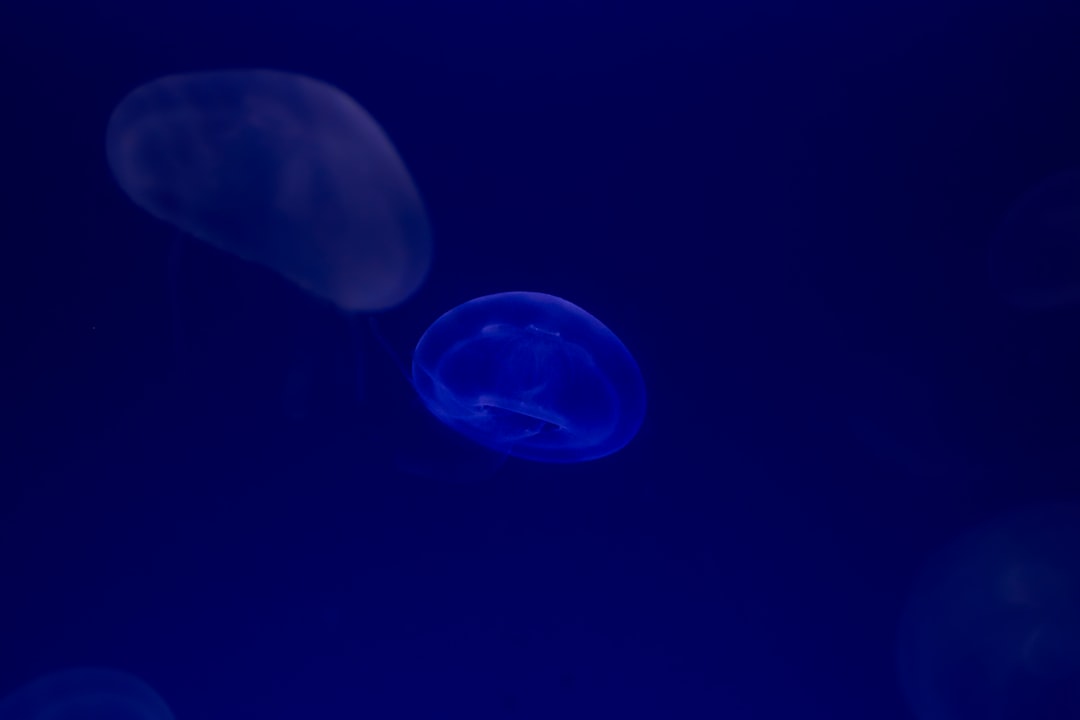 blue and white jellyfish in blue water