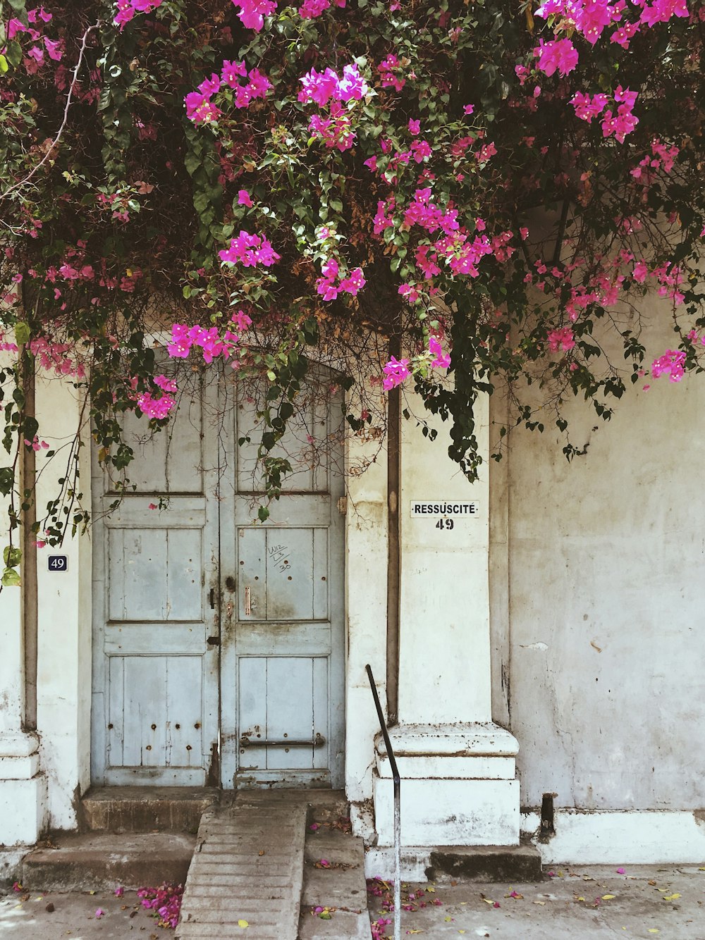 Hojas rosas y verdes sobre pared de concreto blanco