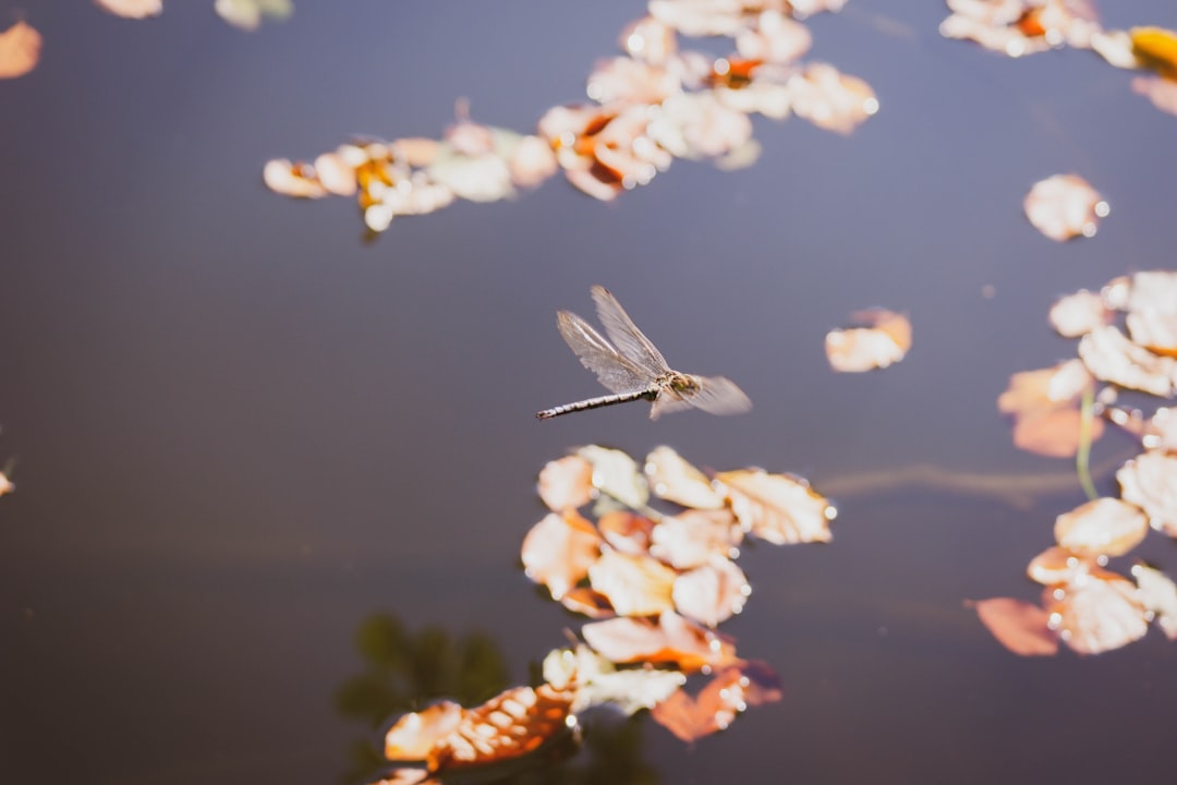 gray dragonfly on white and orange flowers