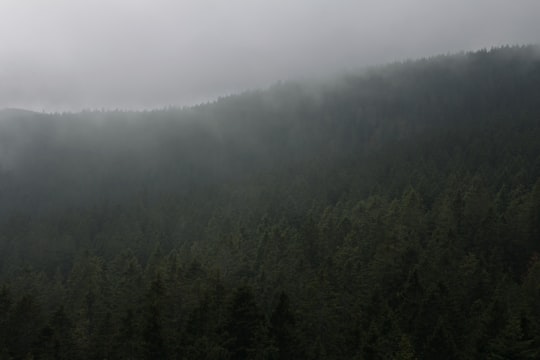 green trees on foggy weather in Rogla Slovenia