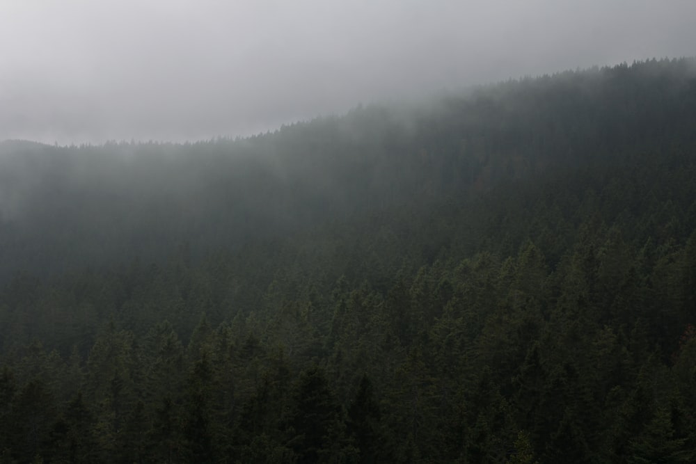 green trees on foggy weather