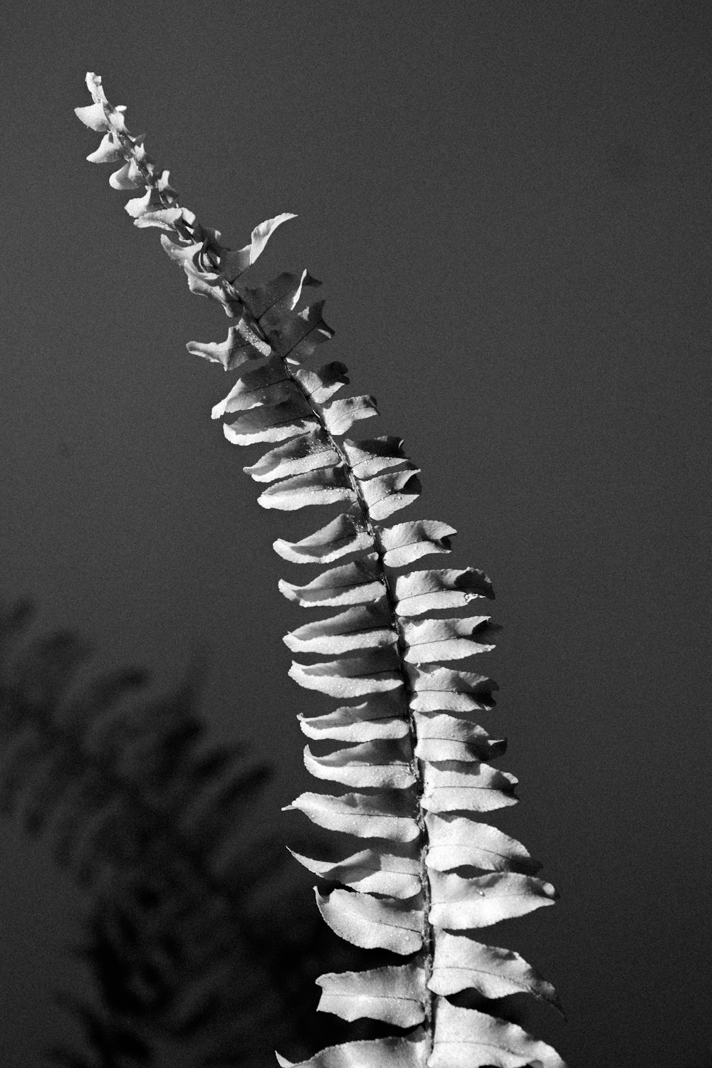 grayscale photo of plant stem