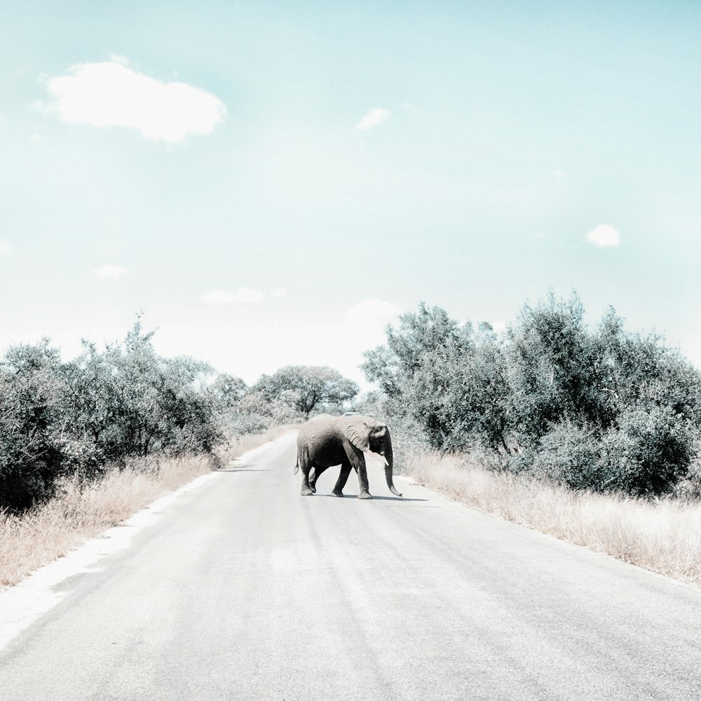 Elefante gris en carretera de asfalto gris durante el día