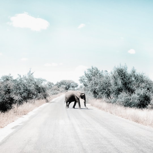 gray elephant on gray asphalt road during daytime in Skukuza Camp Road South Africa