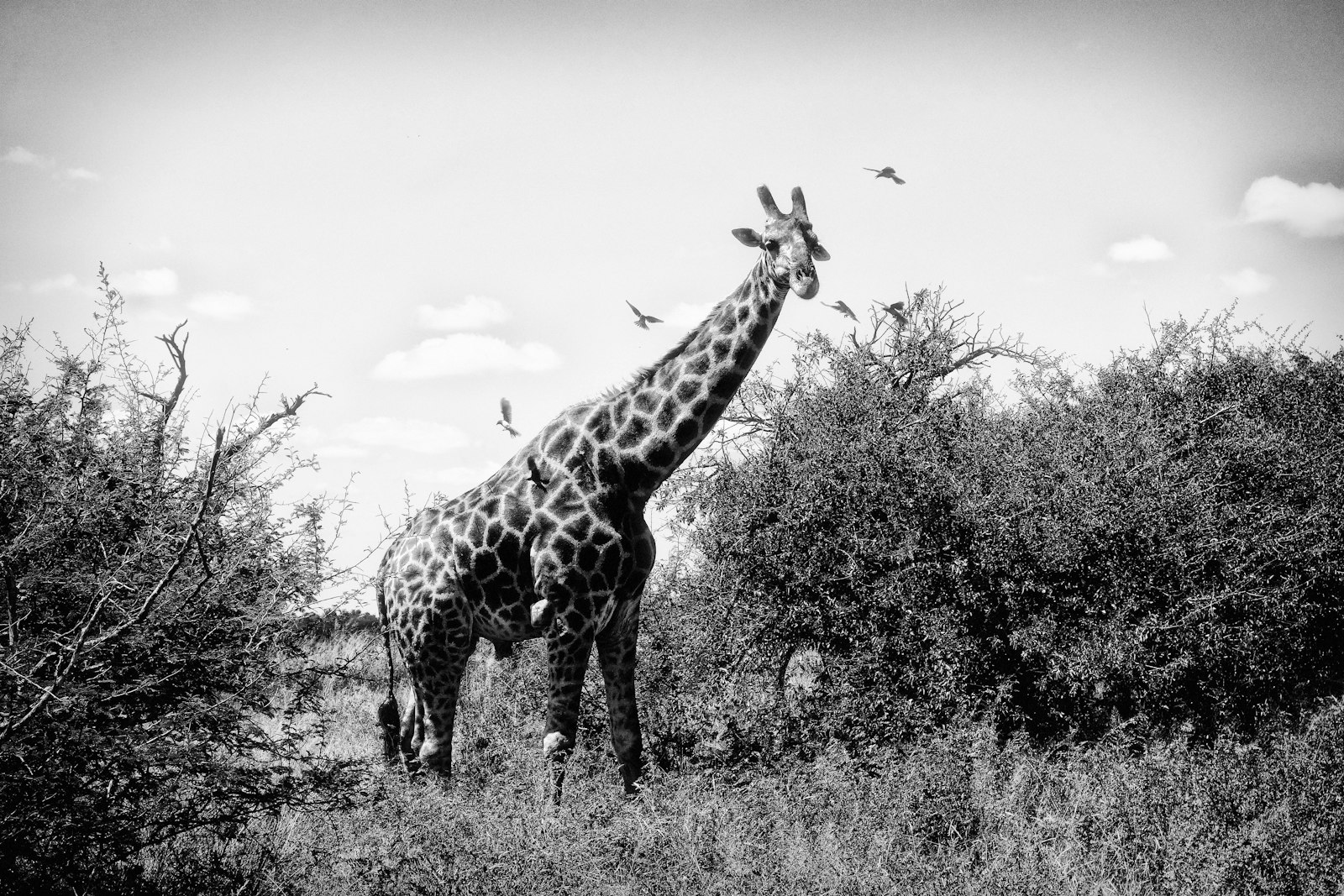 Kruger National Park