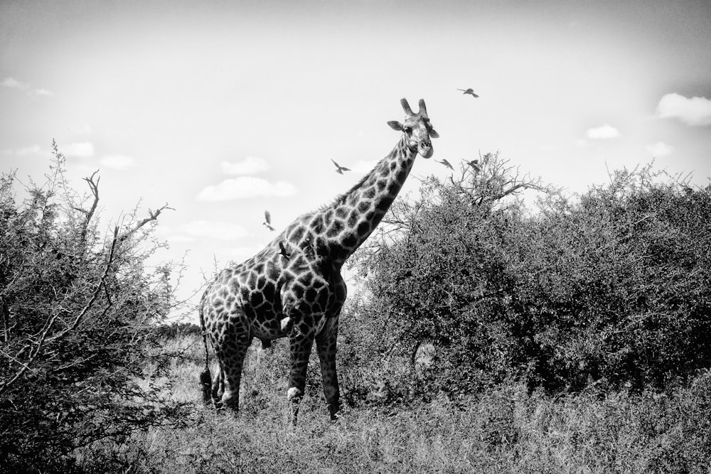Giraffe steht auf Rasenplatz
