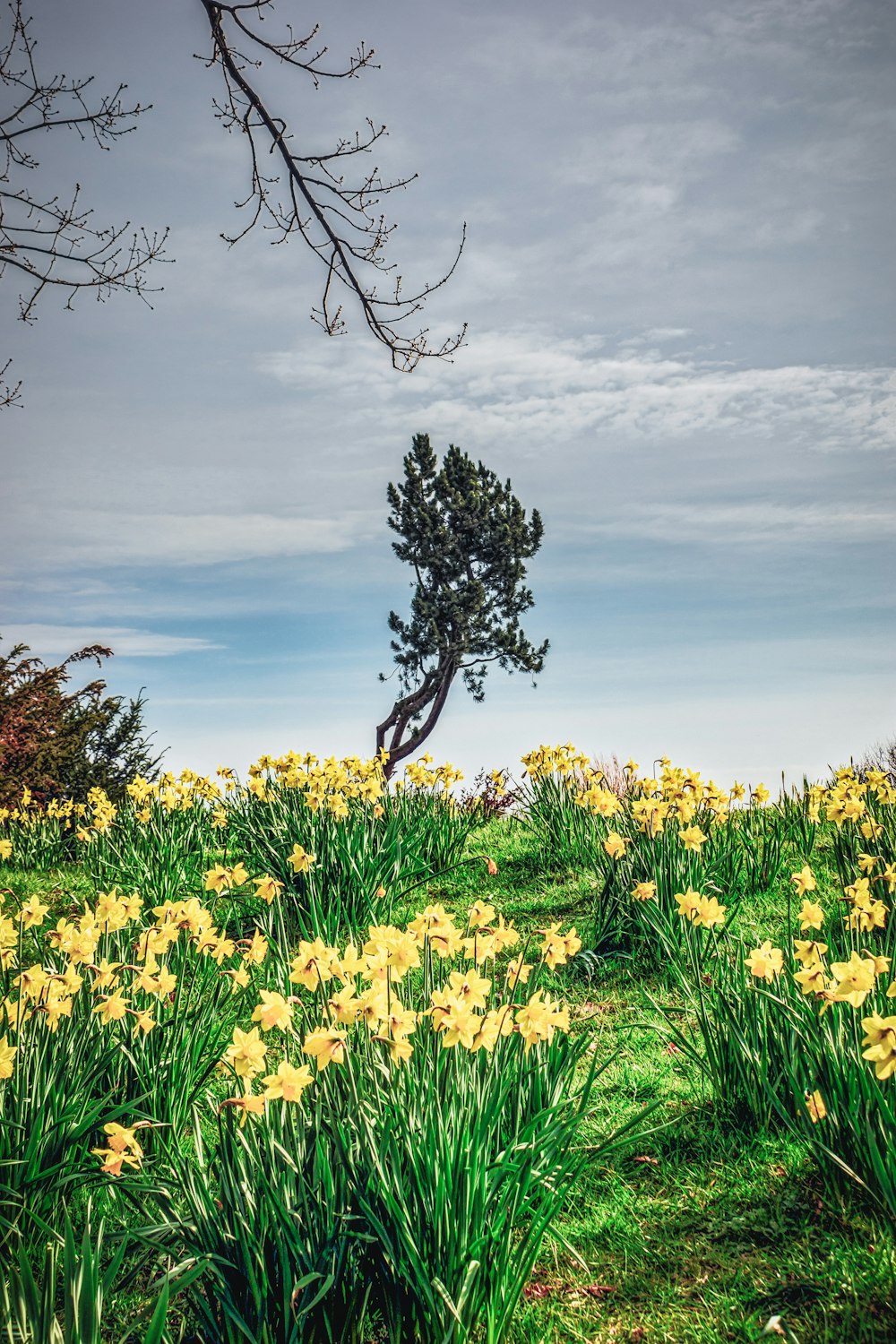 yellow flower field under cloudy sky during daytime