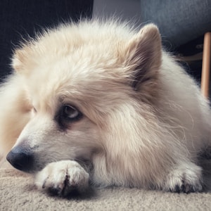 white pomeranian on black textile