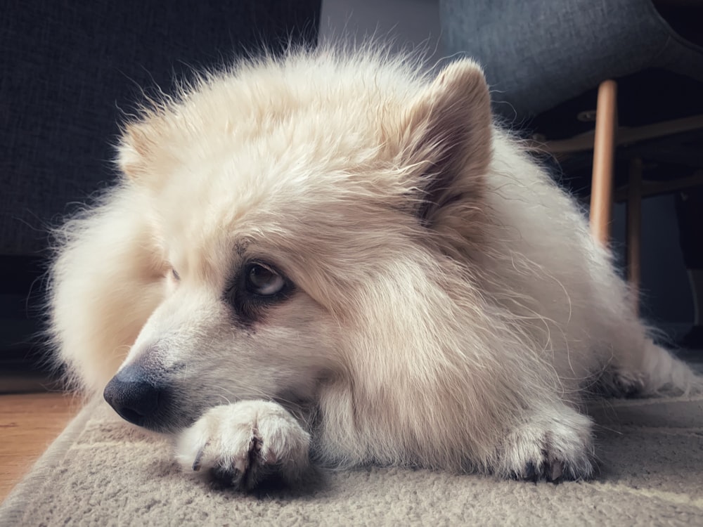 white pomeranian on black textile