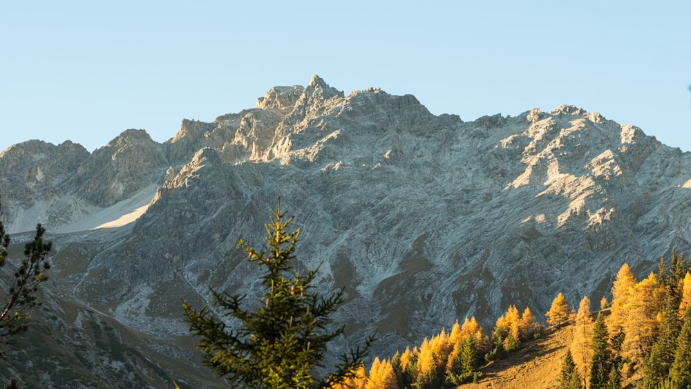 green trees near mountain during daytime