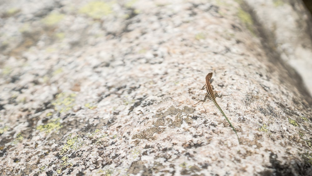 brown and black caterpillar on brown rock