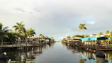 green palm trees near body of water during daytime