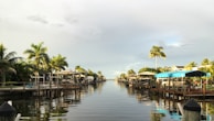 green palm trees near body of water during daytime