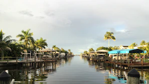 green palm trees near body of water during daytime