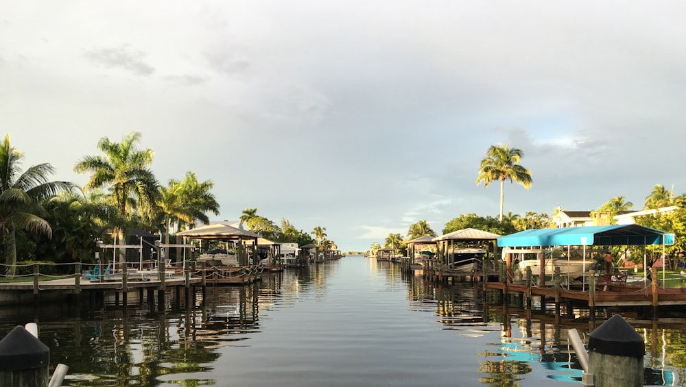 green palm trees near body of water during daytime