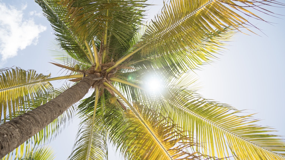 green palm tree under blue sky during daytime