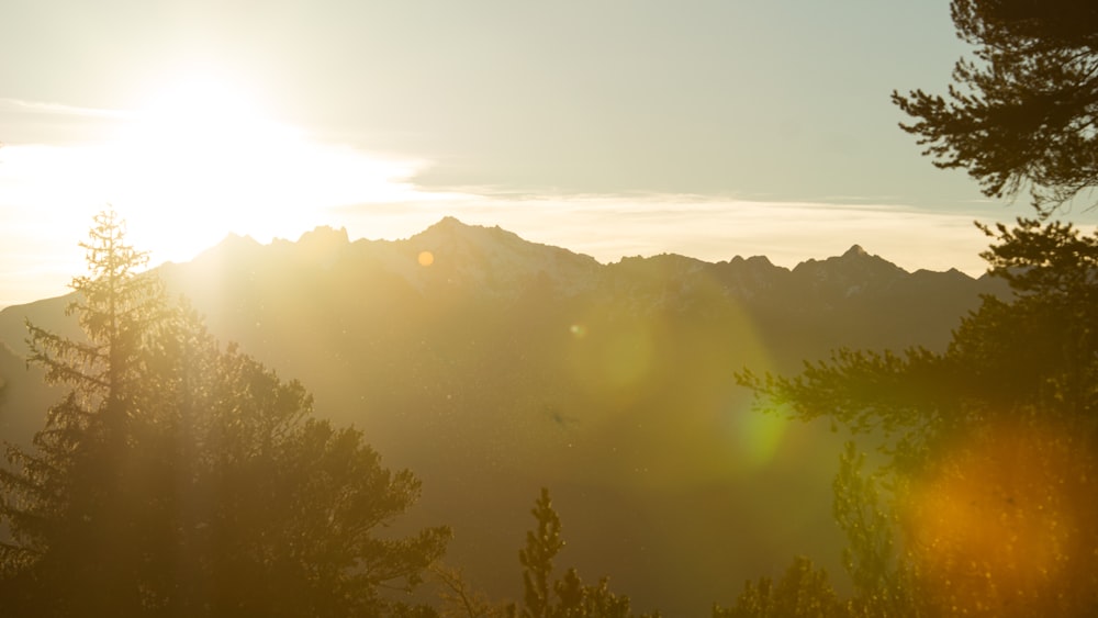 green trees and mountains during daytime