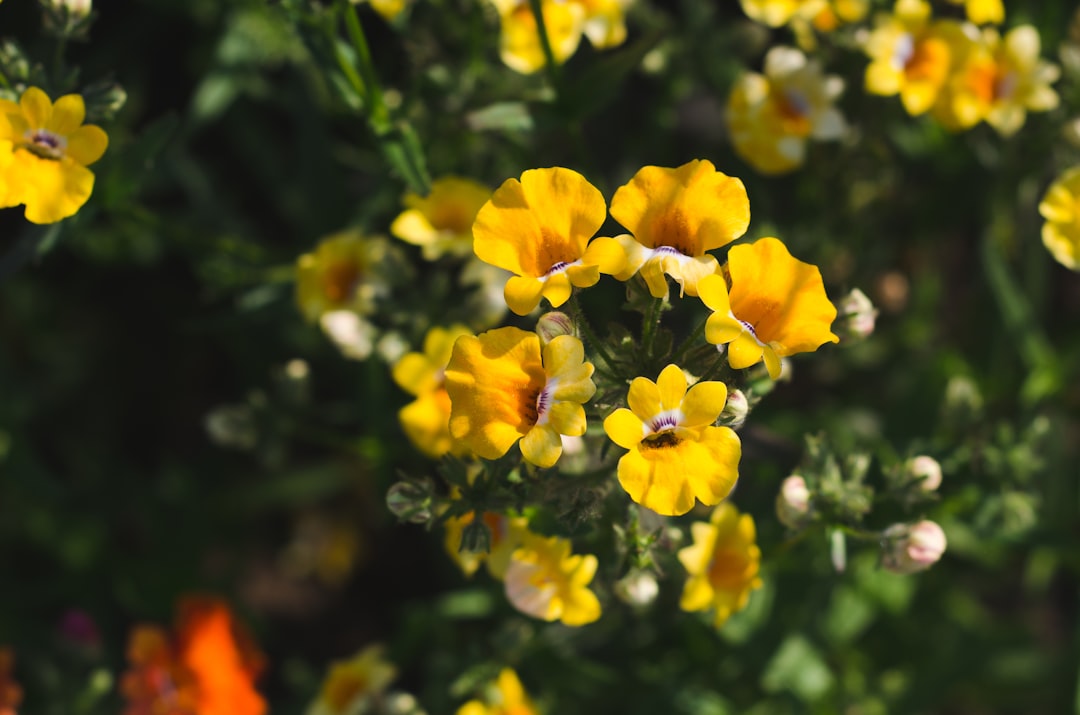 yellow flowers in tilt shift lens