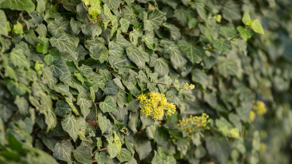 yellow flower with green leaves