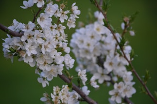 Clusters of delicate white flowers in full bloom are attached to slender brown branches. The flowers have small petals and are set against a blurred green background, giving a soft and serene impression.