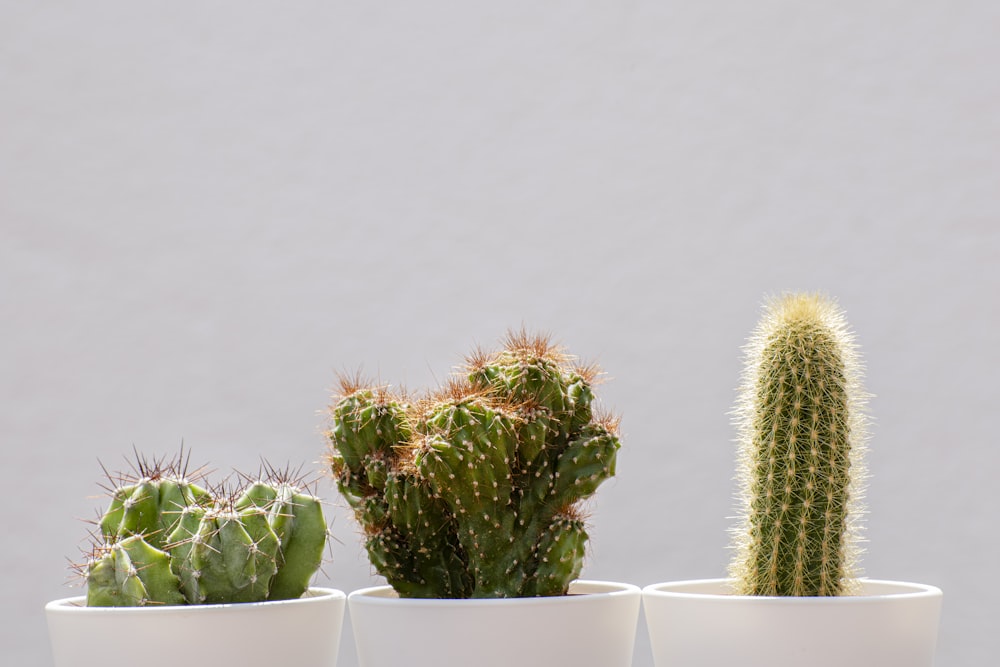 白い陶器の鉢に緑のサボテンの植物