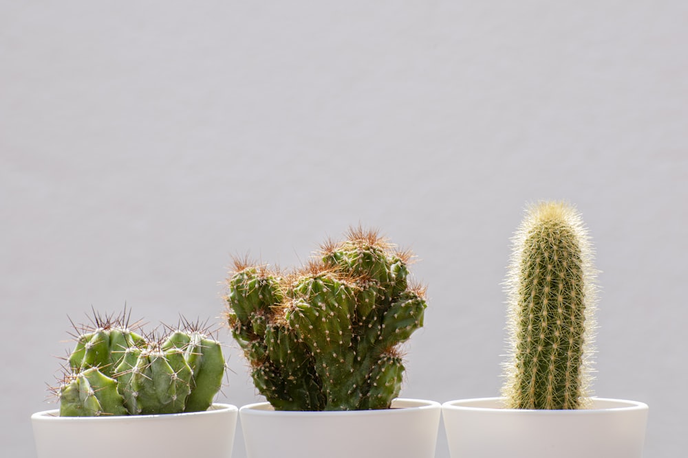 green cactus plant- how to care for a cactus 