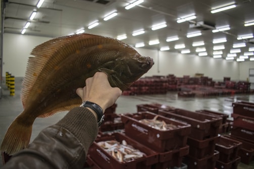 A hand holding a flatfish inside a large industrial space filled with stacked red plastic crates. The environment is well-lit with fluorescent lights, reflecting off a shiny, possibly wet floor surface.