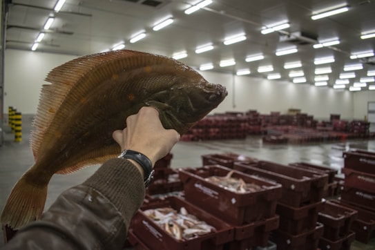 A hand holding a flatfish inside a large industrial space filled with stacked red plastic crates. The environment is well-lit with fluorescent lights, reflecting off a shiny, possibly wet floor surface.