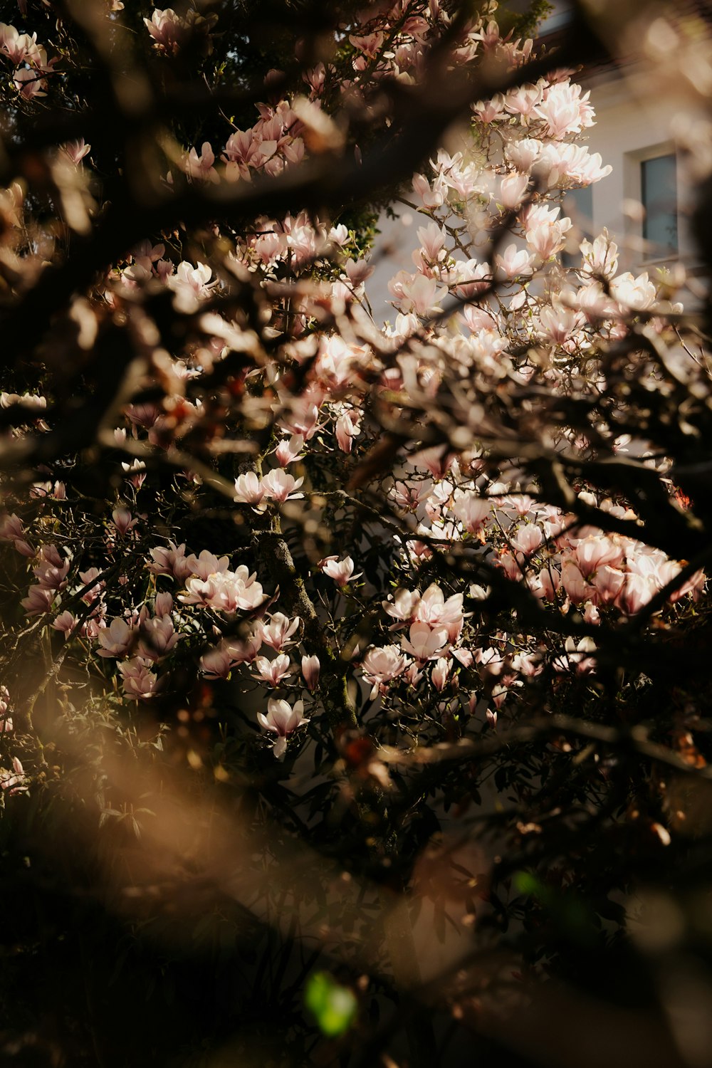 pink and white flowers during daytime