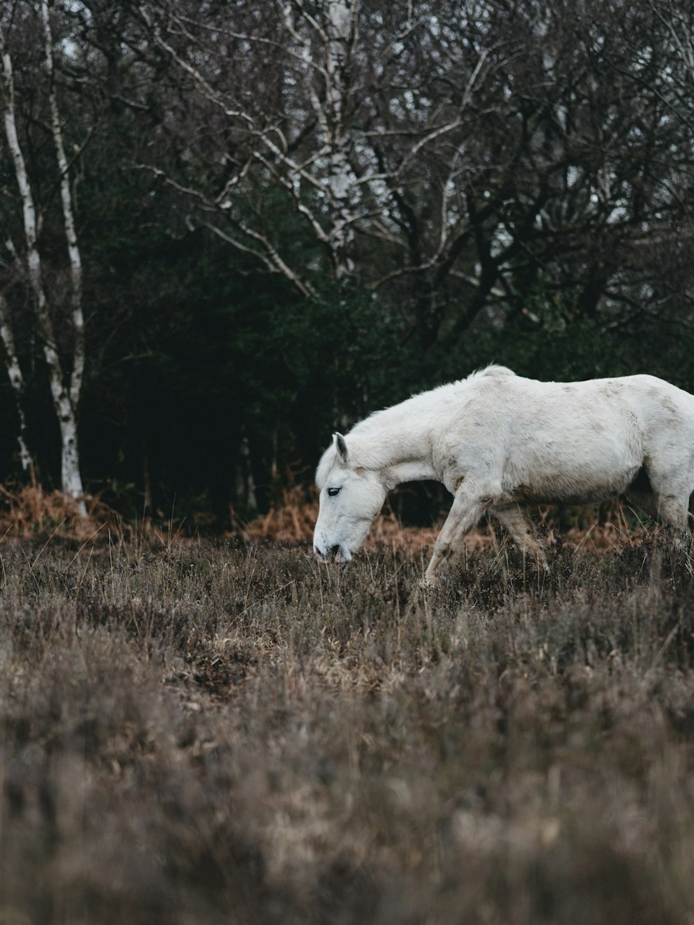 white horse on brown grass field during daytime