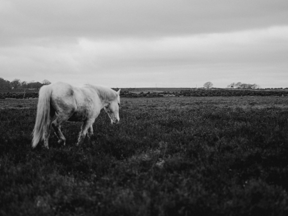 grayscale photo of horse on grass field