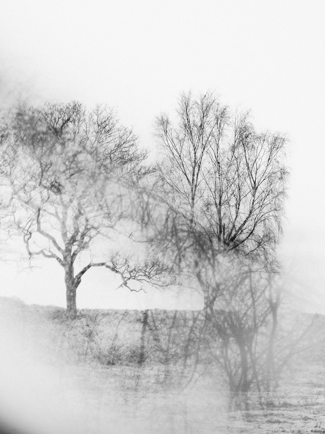 leafless tree on snow covered ground