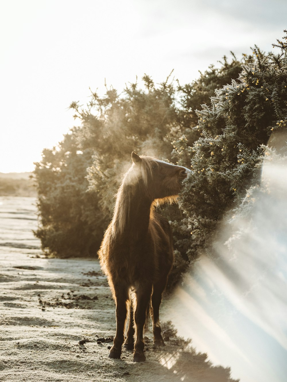 brown horse on snow covered ground