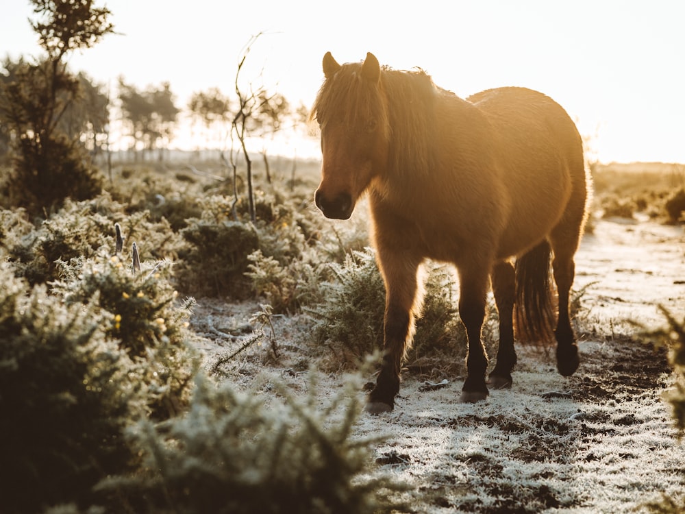 brown horse on snow covered ground during daytime