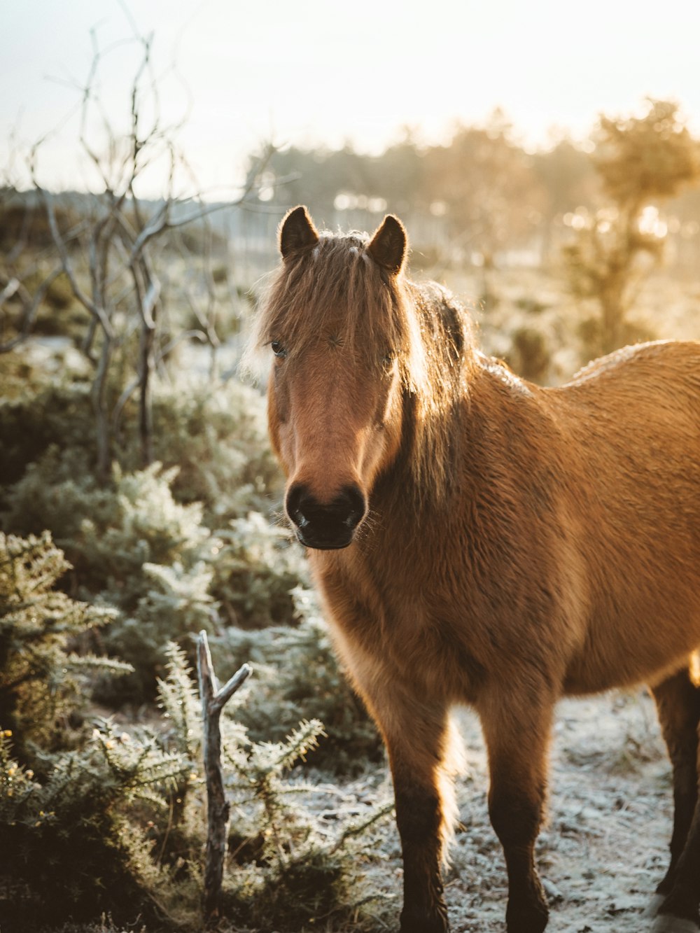 brown horse on snow covered ground during daytime