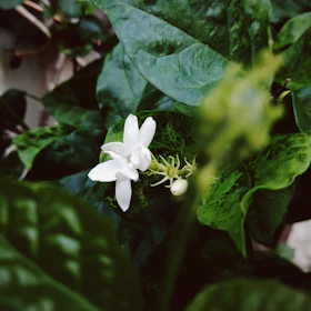 Delicate jasmine blossoms close to fragrant jasmine tea leaves