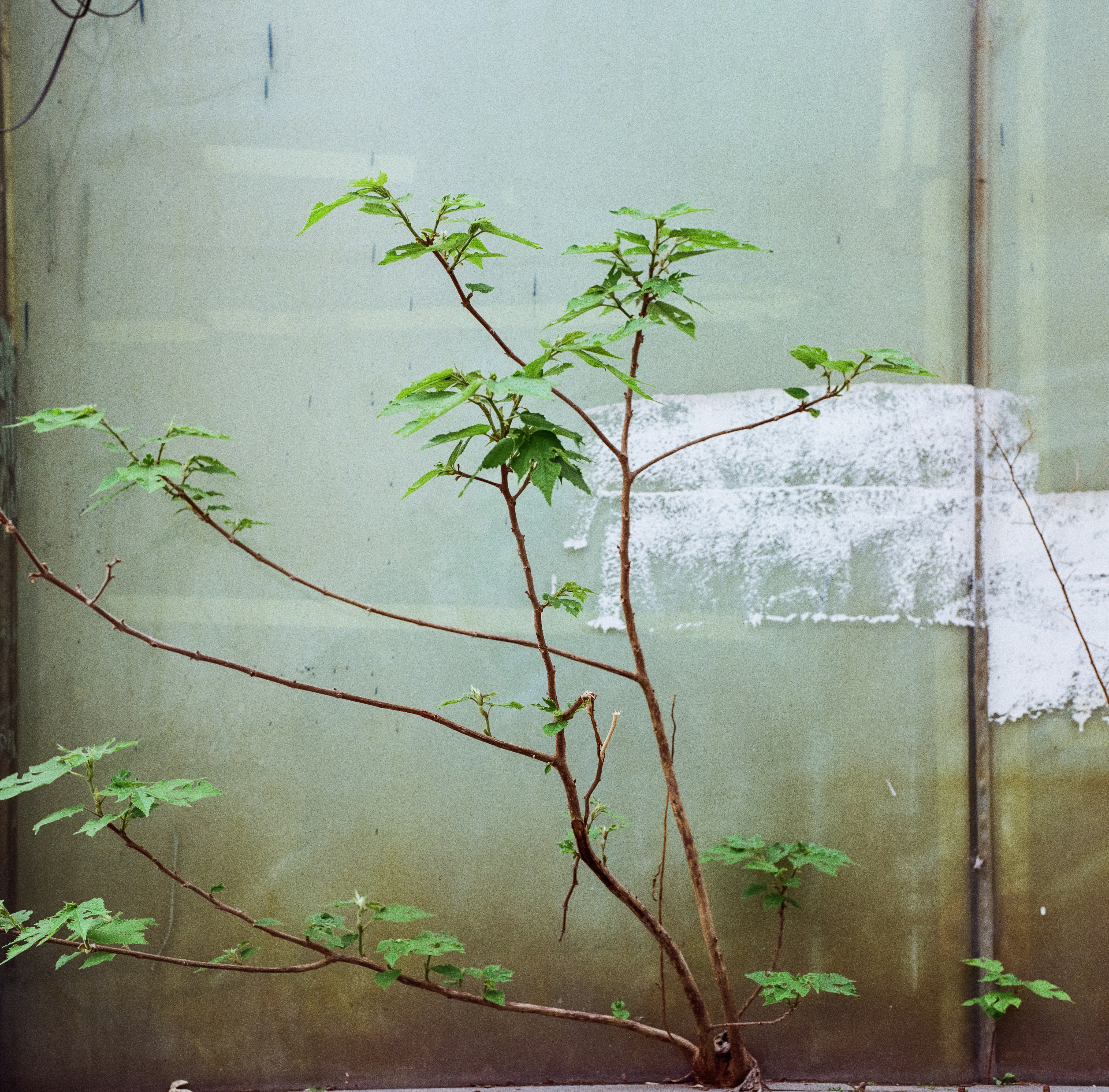 Photo by kennyzhang29