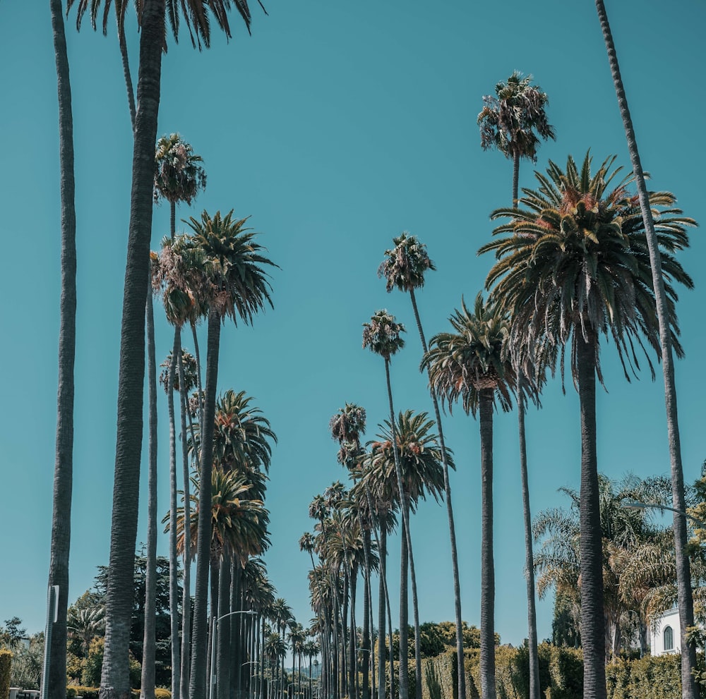 palme verdi sotto il cielo blu durante il giorno