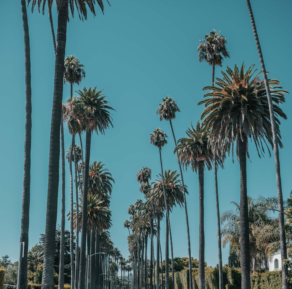 Palmeras verdes bajo el cielo azul durante el día