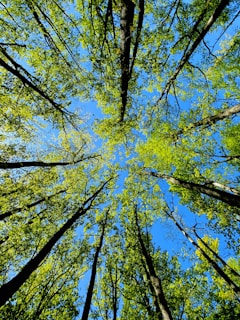 low angle photography of green and brown trees under blue sky during daytime