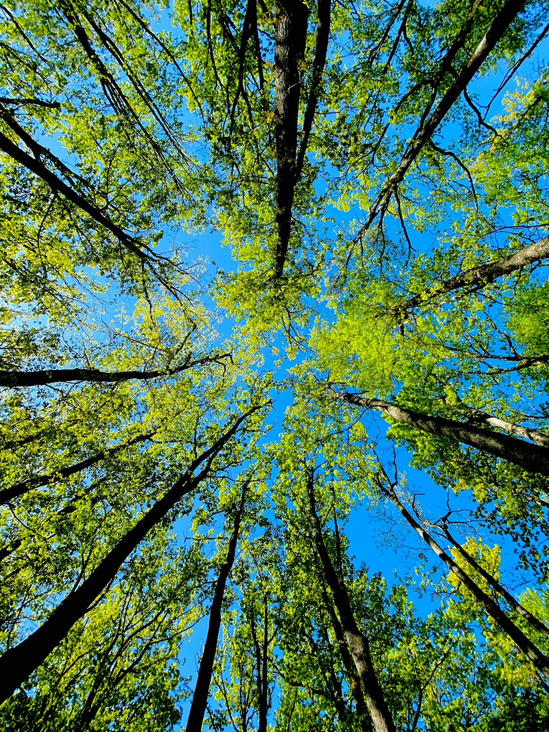 Forest photo spot Croatia Plitvice Lakes National Park