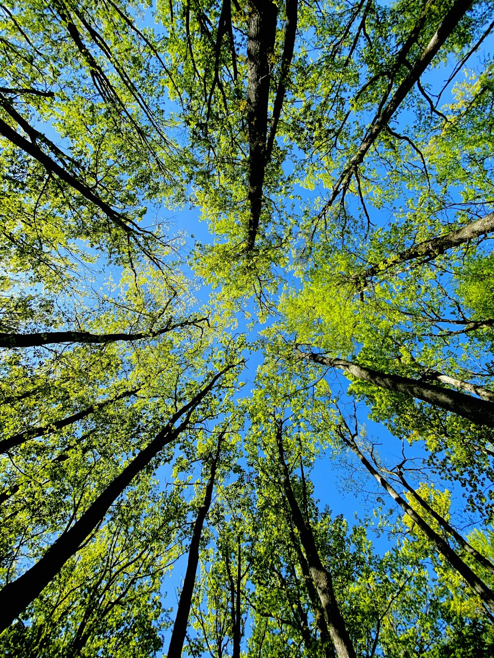low angle photography of green and brown trees under blue sky during daytime