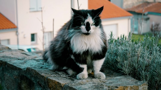 black and white cat on gray concrete floor in Clermont-Ferrand France