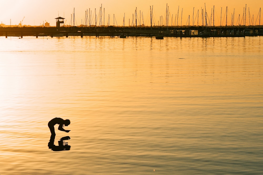 silhouette of swan on water during sunset